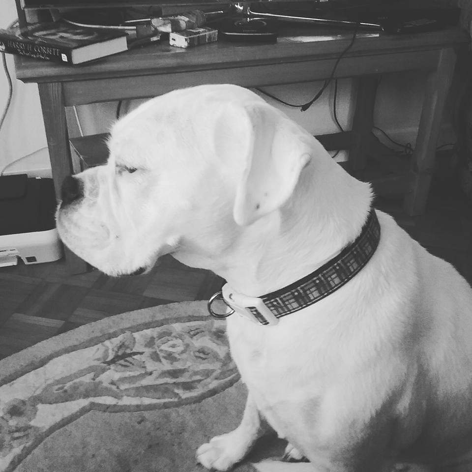 Thomas West – My Experiences with the Spirit of&nbsp;Animals