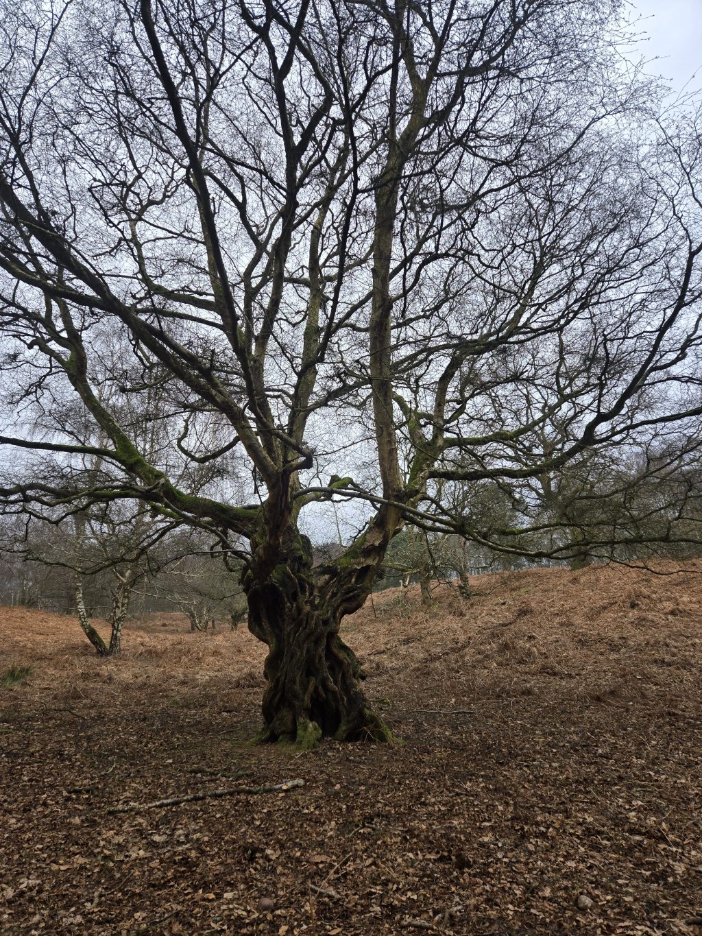 The Skull Tree of Cannock&nbsp;Chase