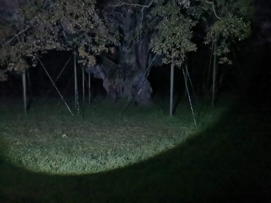 The Major Oak | Nottingham Ghost&nbsp;Stories