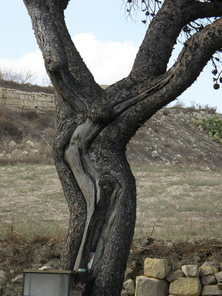 JESUS TREE of&nbsp;Malta.