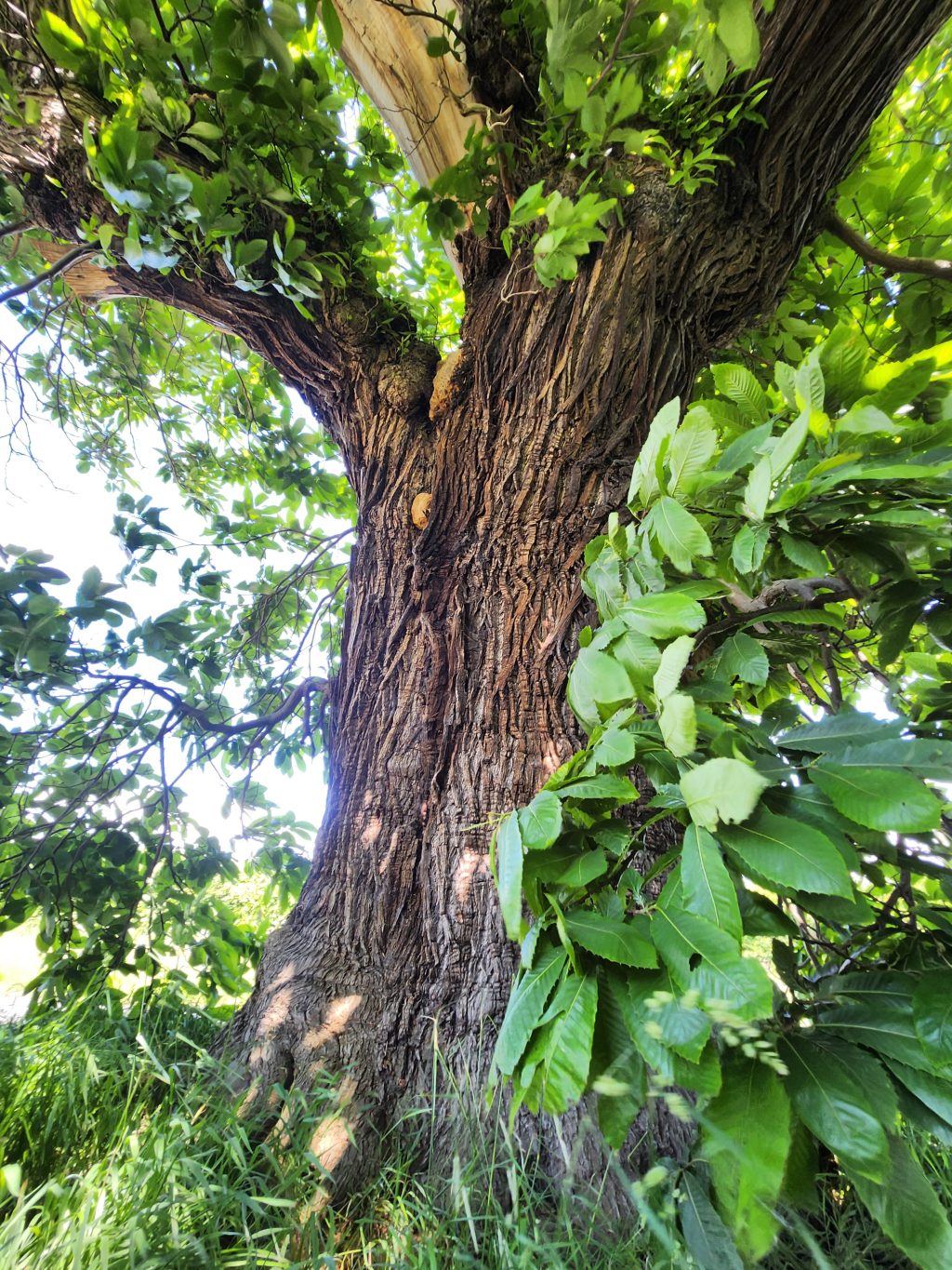 We visited a Hanging Tree – Lichfield,&nbsp;Staffordshire