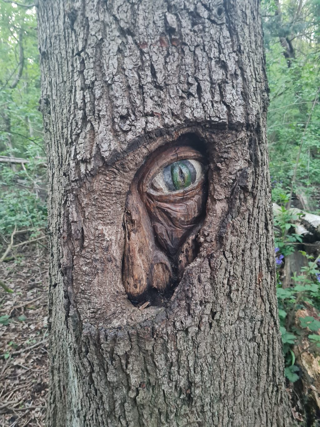 Many Faces of Park Wood |&nbsp;Doncaster