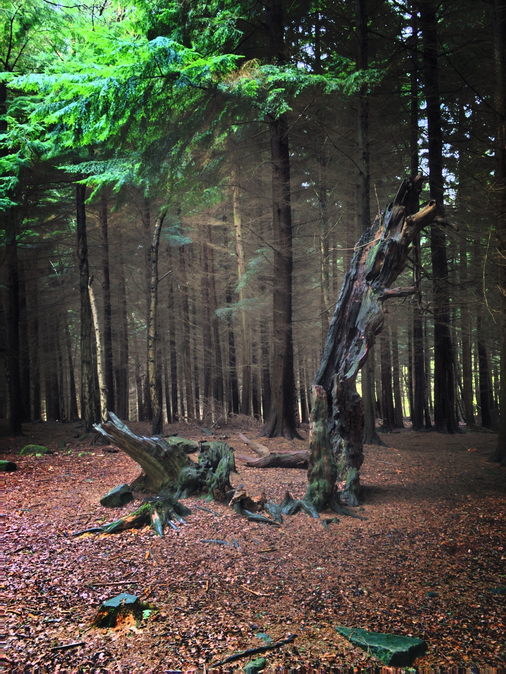 Betty Kenny’s Tree – The ‘Rock-a-BYE Baby’ Haunted Tree?