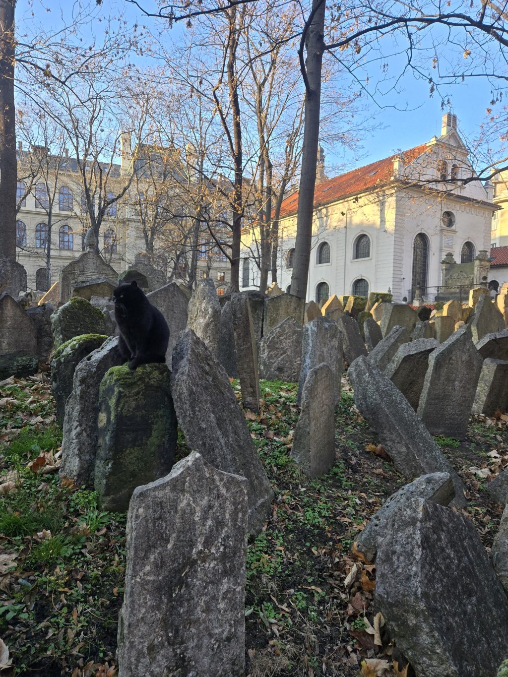 Mysterious Black Cat in Old Jewish Cemetery – Prague